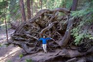 Les racine de sequoia