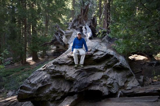 sequoia-national-forest